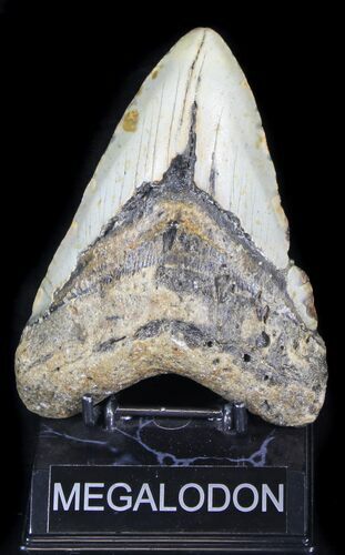 Bargain Megalodon Tooth - North Carolina #31593